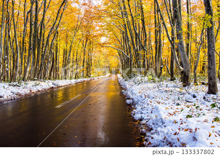 【青森県_八甲田】紅葉と初雪の十和田ゴールドライン ブナ街道 10月 【青森県_八甲田】紅葉と初雪の十和田ゴールドライン ブナ街道 10月 133337802