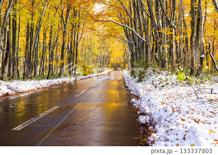 【青森県_八甲田】紅葉と初雪の十和田ゴールドライン ブナ街道 10月 【青森県_八甲田】紅葉と初雪の十和田ゴールドライン ブナ街道 10月 133337803