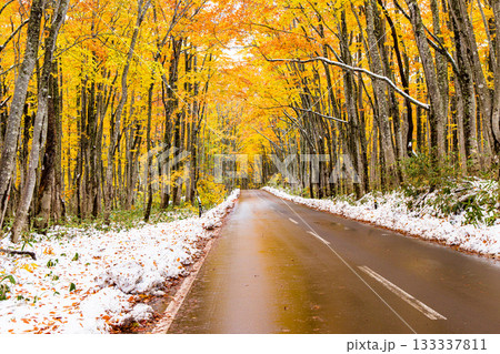 【青森県_八甲田】紅葉と初雪の十和田ゴールドライン ブナ街道 10月 【青森県_八甲田】紅葉と初雪の十和田ゴールドライン ブナ街道 10月 133337811