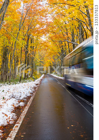 【青森県_八甲田】紅葉と初雪の十和田ゴールドライン ブナ街道 10月 【青森県_八甲田】紅葉と初雪の十和田ゴールドライン ブナ街道 10月 133337813