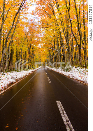 【青森県_八甲田】紅葉と初雪の十和田ゴールドライン ブナ街道 10月 【青森県_八甲田】紅葉と初雪の十和田ゴールドライン ブナ街道 10月 133337814
