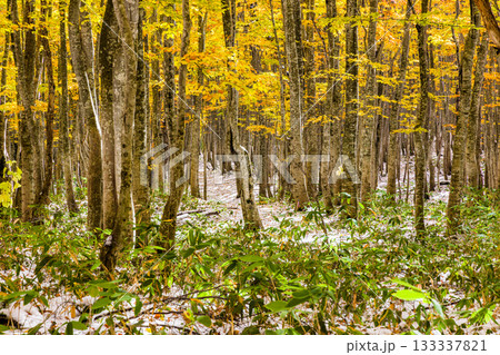 【青森県_八甲田】紅葉と初雪の十和田ゴールドライン ブナ街道 10月 【青森県_八甲田】紅葉と初雪の十和田ゴールドライン ブナ街道 10月 133337821