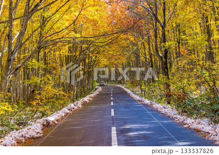 【青森県_八甲田】紅葉と初雪の十和田ゴールドライン ブナ街道 10月 【青森県_八甲田】紅葉と初雪の十和田ゴールドライン ブナ街道 10月 133337826