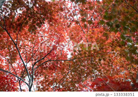 強い光に透ける鮮烈な秋のモミジの天井 133338351