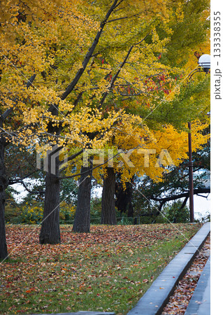 黄金色に輝くイチョウの木立と落ち葉の絨毯 133338355