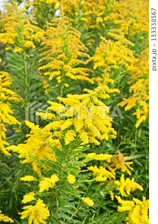 植物・セイタカアワダチソウ キク科 植物・セイタカアワダチソウ キク科 133338567