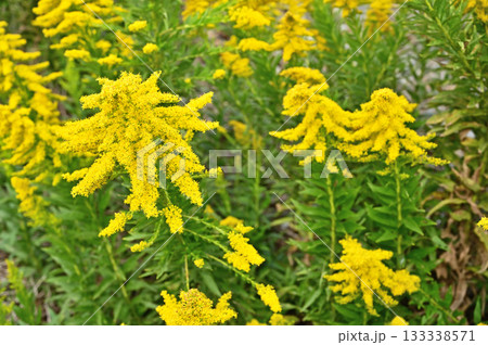 植物・セイタカアワダチソウ キク科 植物・セイタカアワダチソウ キク科 133338571