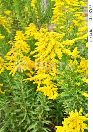 植物・セイタカアワダチソウ キク科 植物・セイタカアワダチソウ キク科 133338572