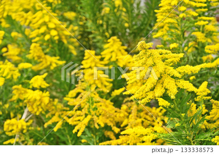 植物・セイタカアワダチソウ　キク科 133338573