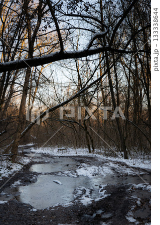 Snowy Forest Path with Muddy Puddles 133338644