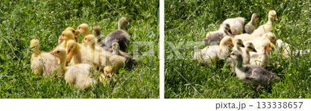 A flock of little geese grazing in green grass 133338657