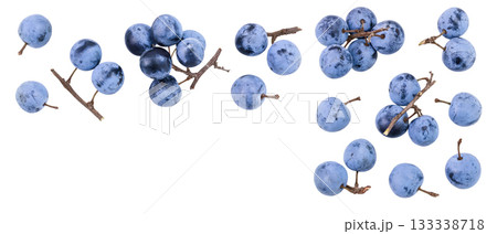 Fresh blackthorn berries with twig, prunus spinosa isolated on white background. Top view with copy space for your text. Flat lay Fresh blackthorn berries with twig, prunus spinosa isolated on white background. Top view with copy space for your text. Flat lay 133338718