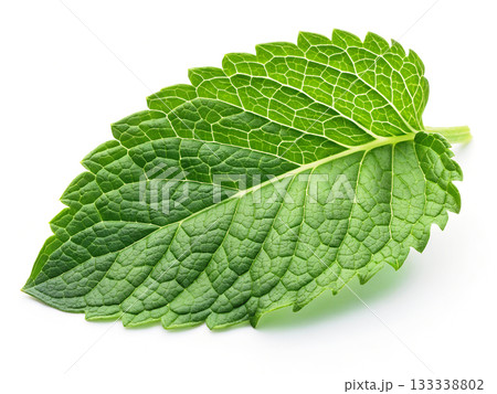 Close up of a detailed green mint leaf showing intricate vein patterns and serrated edges 133338802