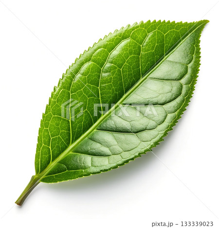 A vibrant green tea leaf with serrated edges and prominent veining on a white background 133339023