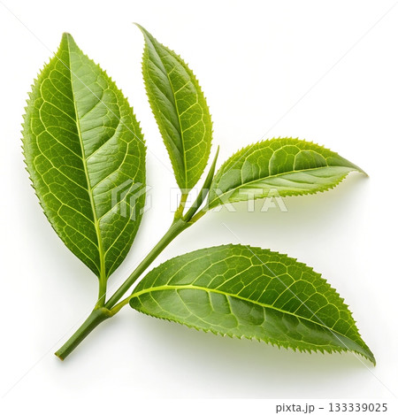 Fresh vibrant green tea leaves and stem isolated on a white background Fresh vibrant green tea leaves and stem isolated on a white background 133339025