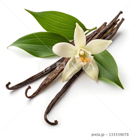 Vanilla pods and white orchid flower with green leaves on white background 133339078