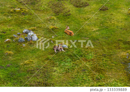 Red deer hinds resting in County Donegal, Ireland Red deer hinds resting in County Donegal, Ireland 133339889