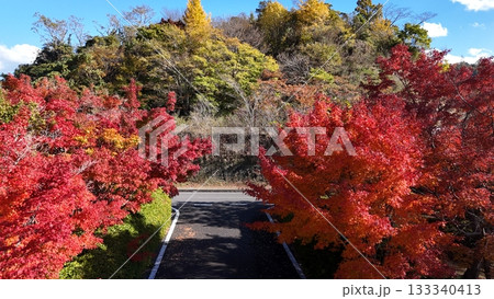 千葉県富津市・もみじロードの紅葉をドローンで空撮した風景写真 133340413