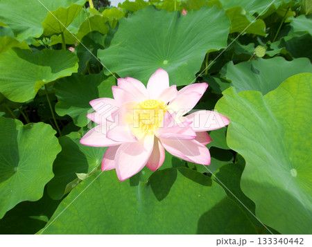 葉の間から覗く蓮の花 133340442