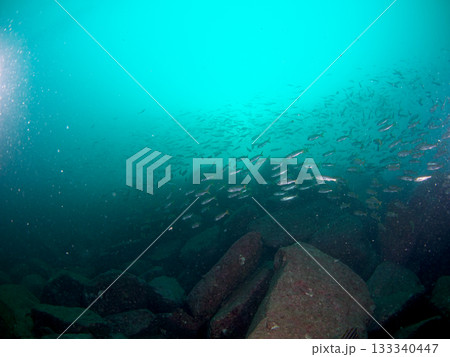 海中から見上げた魚群 海中から見上げた魚群 133340447