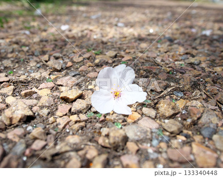 地面に落ちた桜の花びら 133340448