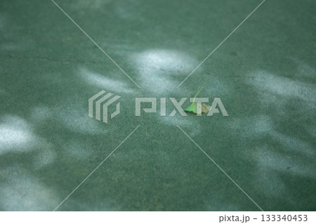 美しい木漏れ日 133340453