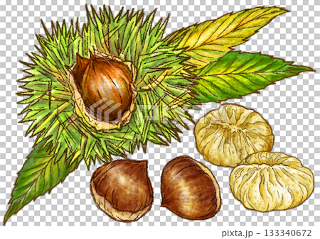 Chestnuts with burrs still attached and Nakatsugawa chestnut kinton 133340672