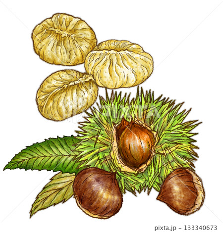 イガのついた栗と中津川栗きんとん3個_栗きんとん後ろ 133340673