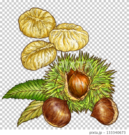 イガのついた栗と中津川栗きんとん3個_栗きんとん後ろ 133340673