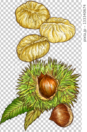 栗子金頓_3 件_栗子和 1 個栗子_垂直_透明背景 栗子金頓_3 件_栗子和 1 個栗子_垂直_透明背景 133340674