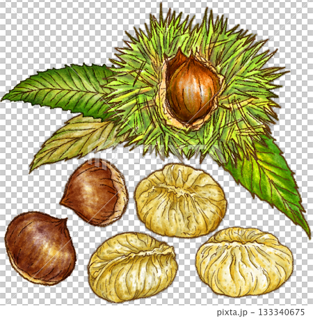 Chestnut kinton and chestnuts with burrs still attached Chestnut kinton and chestnuts with burrs still attached 133340675