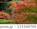 紅葉 133340709