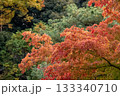 紅葉 133340710