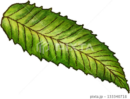 栗の葉っぱ_秋_紅葉_落ち葉_秋_秋のイラスト 栗の葉っぱ_秋_紅葉_落ち葉_秋_秋のイラスト 133340718