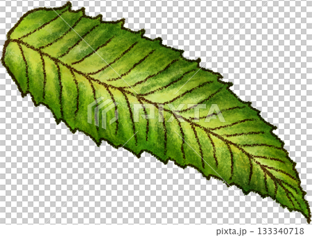 栗の葉っぱ_秋_紅葉_落ち葉_秋_秋のイラスト 栗の葉っぱ_秋_紅葉_落ち葉_秋_秋のイラスト 133340718