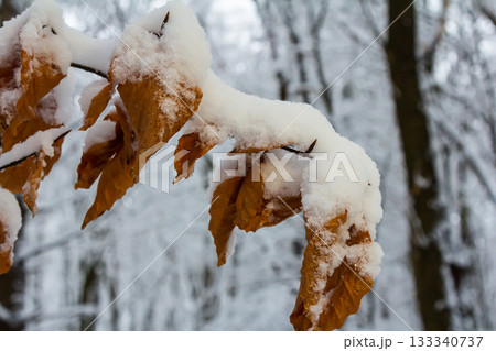 Snow-covered leaves cling to branches in a serene winter forest setting during a calm and chilly afternoon 133340737