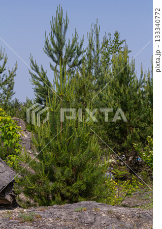 Vibrant green conifer trees thriving in a rocky landscape under a clear blue sky during a sunny day Vibrant green conifer trees thriving in a rocky landscape under a clear blue sky during a sunny day 133340772
