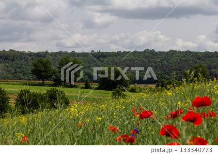 Vibrant wildflowers bloom in a lush countryside landscape under a cloudy sky during the summer season Vibrant wildflowers bloom in a lush countryside landscape under a cloudy sky during the summer season 133340773