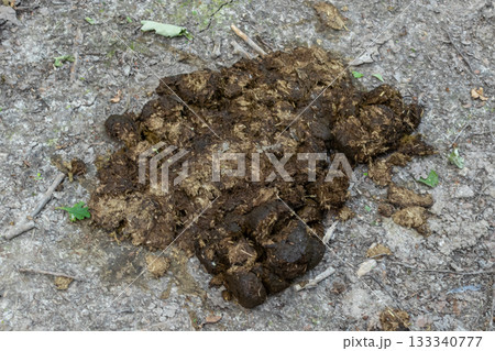 Horse droppings scattered on a dirt trail in a rural area indicating recent equine activity during a sunny day 133340777