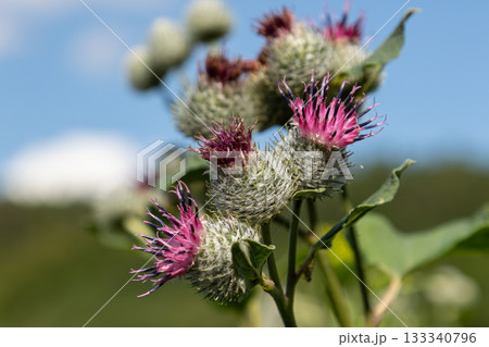Woolly Burdock flowers bloom with vibrant colors against a clear blue sky in a natural landscape during a sunny day Woolly Burdock flowers bloom with vibrant colors against a clear blue sky in a natural landscape during a sunny day 133340796