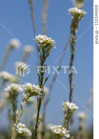 Hoary false alyssum blooming in a clear blue sky during summer showcasing delicate white flowers on slender green stems Hoary false alyssum blooming in a clear blue sky during summer showcasing delicate white flowers on slender green stems 133340808