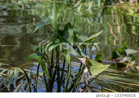Common arrowhead plant thrives in wetland habitat showcasing vibrant green foliage and aquatic environment teeming with life Common arrowhead plant thrives in wetland habitat showcasing vibrant green foliage and aquatic environment teeming with life 133340818