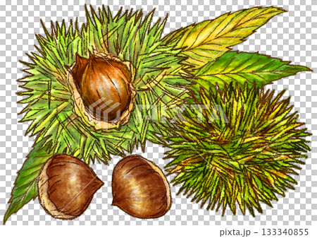 Illustration of chestnuts with burrs still attached Illustration of chestnuts with burrs still attached 133340855