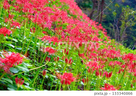 土佐山の彼岸花 133340866