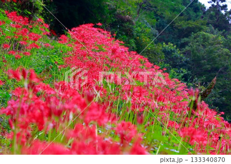 土佐山の彼岸花 133340870