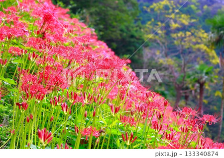 土佐山の彼岸花 133340874