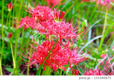 土佐山の彼岸花 133340875