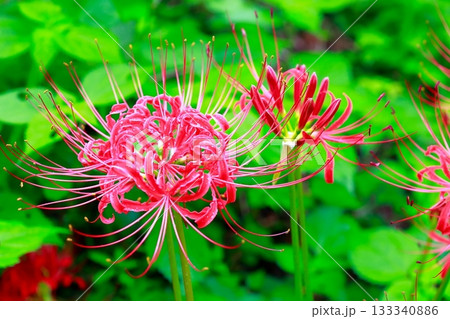 土佐山の彼岸花 土佐山の彼岸花 133340886