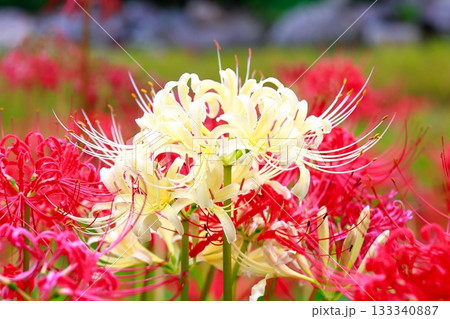 土佐山の彼岸花 133340887