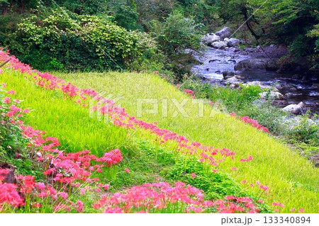 土佐山の彼岸花 133340894